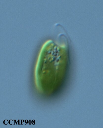 CCMP908 | NCMA at Bigelow Laboratory